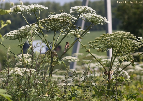 Emberiza citrinella
Ключевые слова: Emberiza citrinella