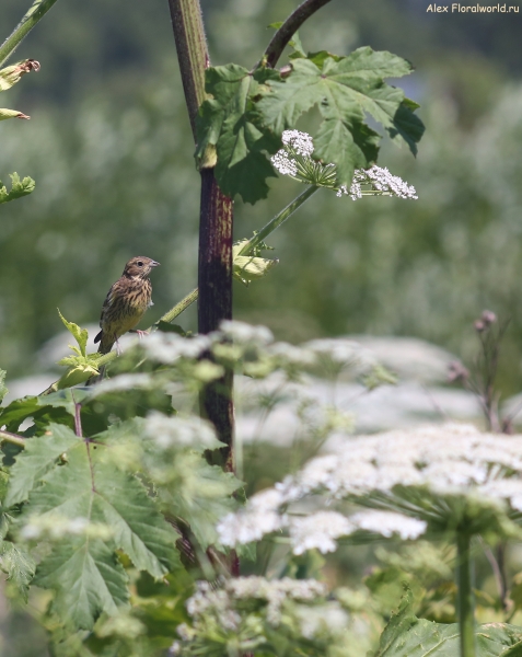 Emberiza citrinella
Ключевые слова: Emberiza citrinella