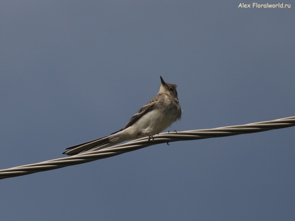 Motacilla alba
Ключевые слова: Motacilla alba
