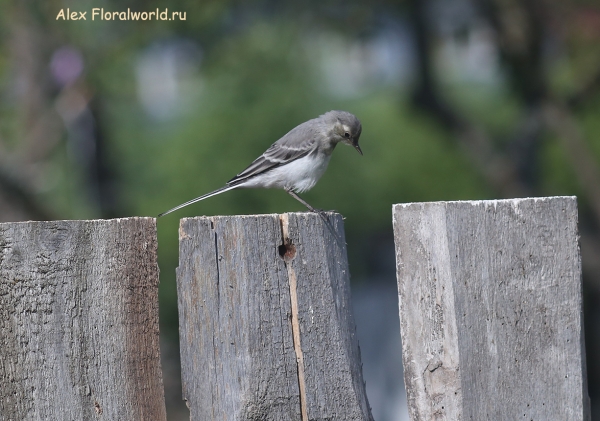Motacilla alba
Ключевые слова: Motacilla alba