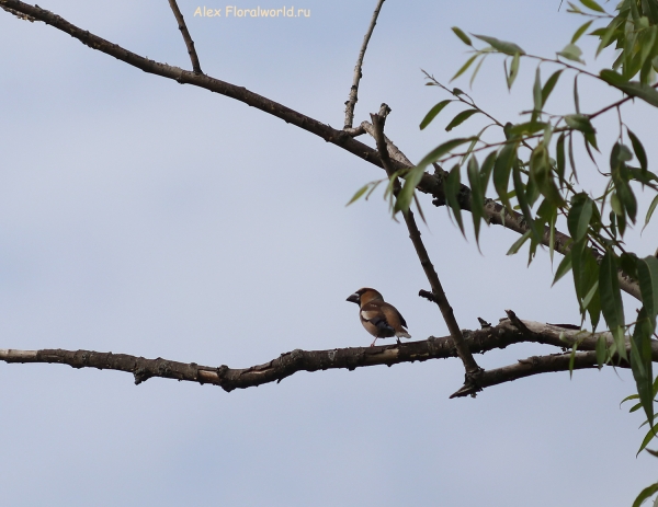 Coccothraustes coccothraustes
Ключевые слова: Coccothraustes coccothraustes