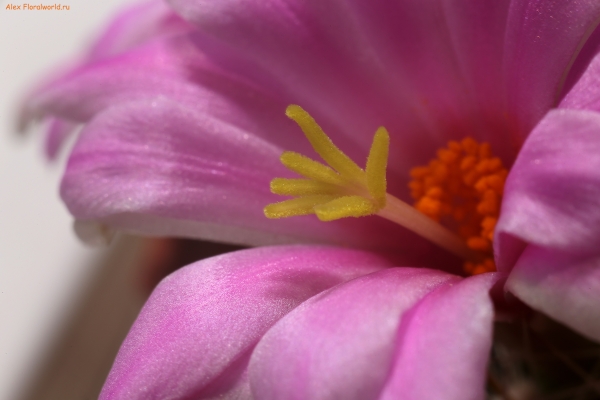 Gymnocactus saurei
Ключевые слова: gymnocactus saurei