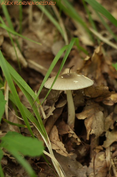 Amanita fulva
Ключевые слова: Amanita fulva