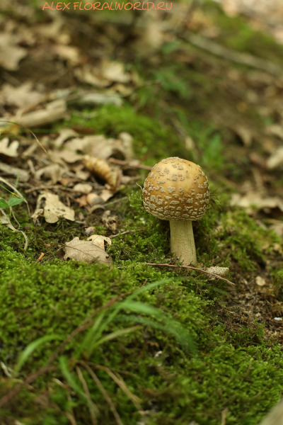 Amanita rubescens
Ключевые слова: Amanita rubescens