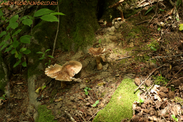 Amanita rubescens
Ключевые слова: Amanita rubescens