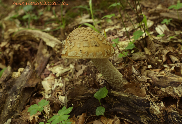 Amanita rubescens
Ключевые слова: Amanita rubescens