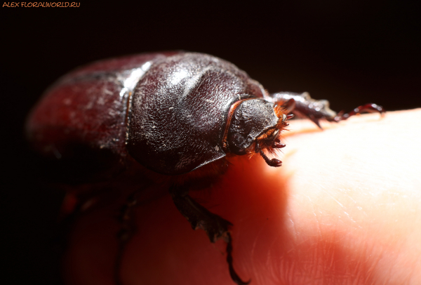 Oryctes nasicornis
Ключевые слова: Oryctes nasicornis