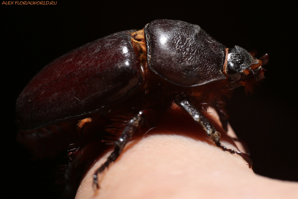 Oryctes nasicornis
Ключевые слова: Oryctes nasicornis