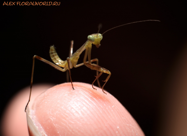 Mantis religiosa
Ключевые слова: Mantis religiosa