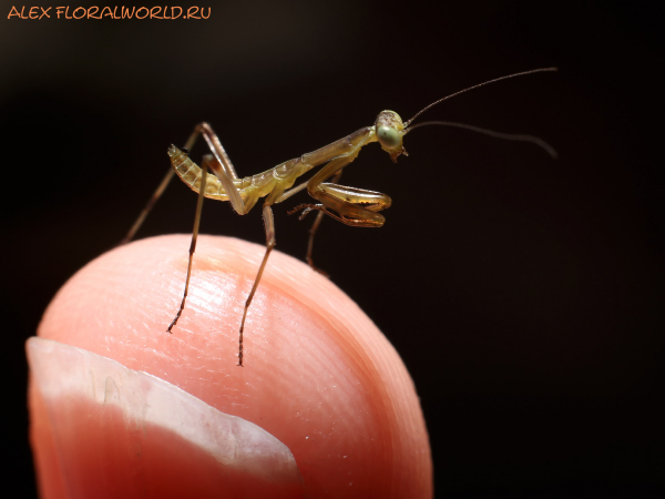 Mantis religiosa
Ключевые слова: Mantis religiosa