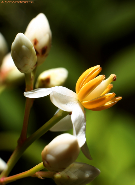 Nandina domestica
Ключевые слова: Nandina domestica