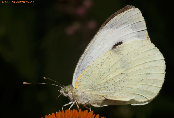 Капустница - Pieris brassicae
Ключевые слова: Капустница Pieris brassicae