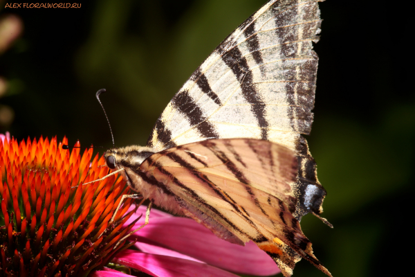 Подалирий - Iphiclides podalirius
Ключевые слова: Полалирий Iphiclides podalirius