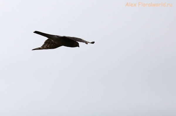 Accipiter nisus
Ключевые слова: Accipiter nisus