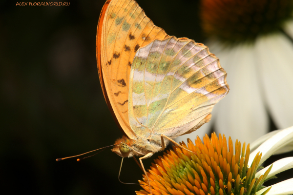 Перламутровка Пафия - Argynnis paphia
Ключевые слова: Перламутровка Пафия Argynnis paphia