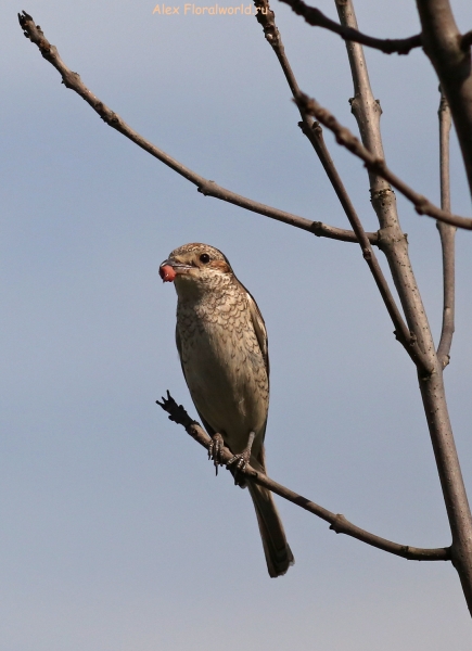 Lanius collurio
Ключевые слова: Lanius collurio