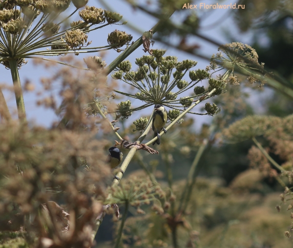 Parus major
Ключевые слова: Parus major