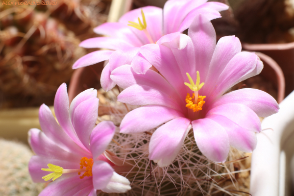 Mammillaria
Ключевые слова: Mammillaria