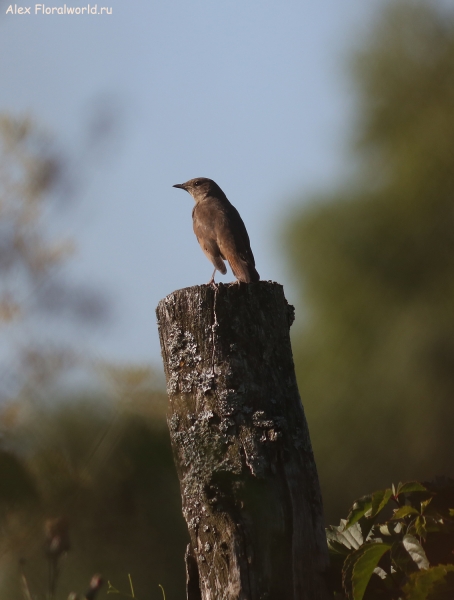 Luscinia luscinia
Ключевые слова: Luscinia luscinia