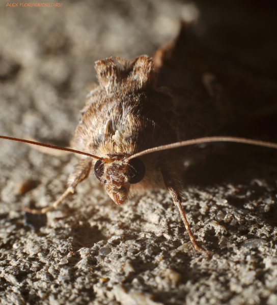 Autographa gamma 
Ключевые слова: Autographa gamma