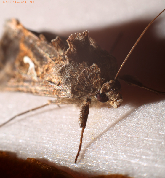 Autographa gamma 
Ключевые слова: Autographa gamma