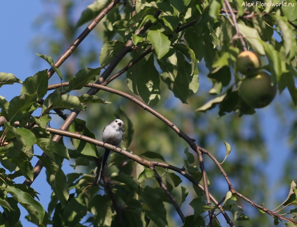 Aegithalos caudatus
Ключевые слова: Aegithalos caudatus