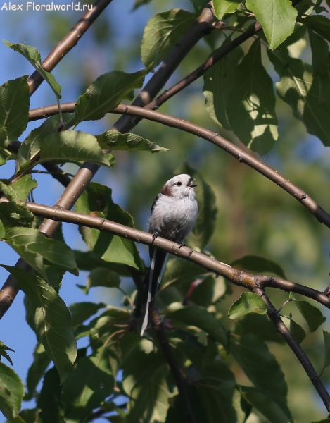 Aegithalos caudatus
Ключевые слова: Aegithalos caudatus