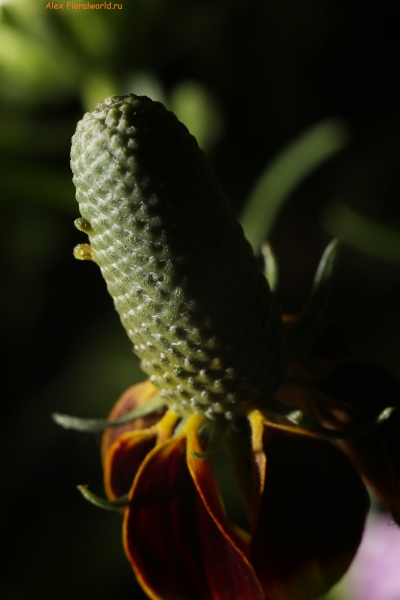 Ratibida columnifera
Ключевые слова: ratibida columnifera