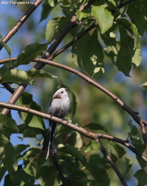 Aegithalos caudatus
Ключевые слова: Aegithalos caudatus
