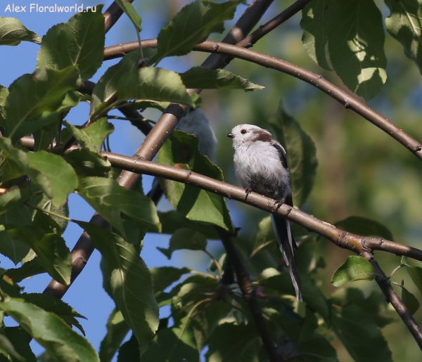 Aegithalos caudatus
Ключевые слова: Aegithalos caudatus