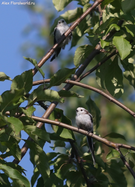 Aegithalos caudatus
Ключевые слова: Aegithalos caudatus