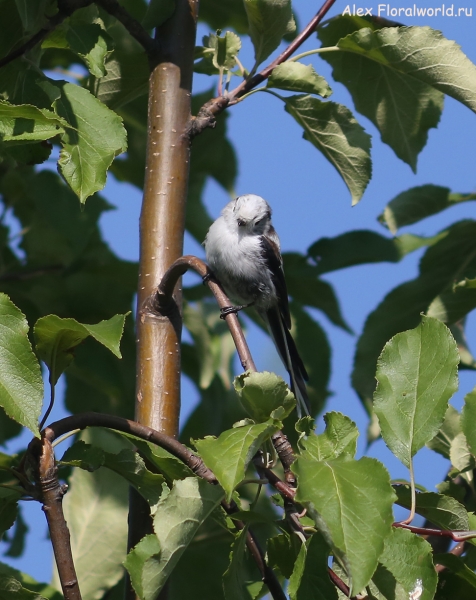 Aegithalos caudatus
Ключевые слова: Aegithalos caudatus