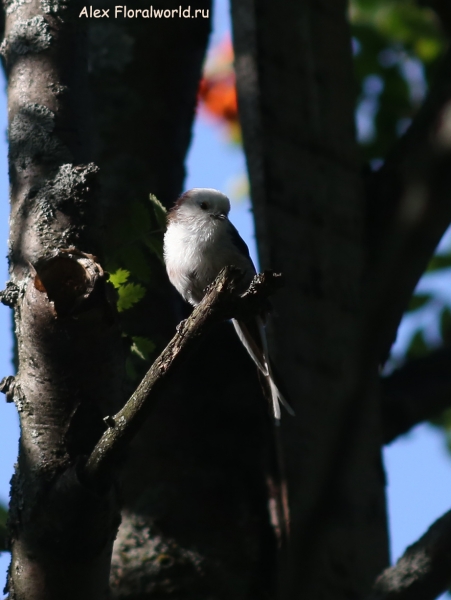 Aegithalos caudatus
Ключевые слова: Aegithalos caudatus