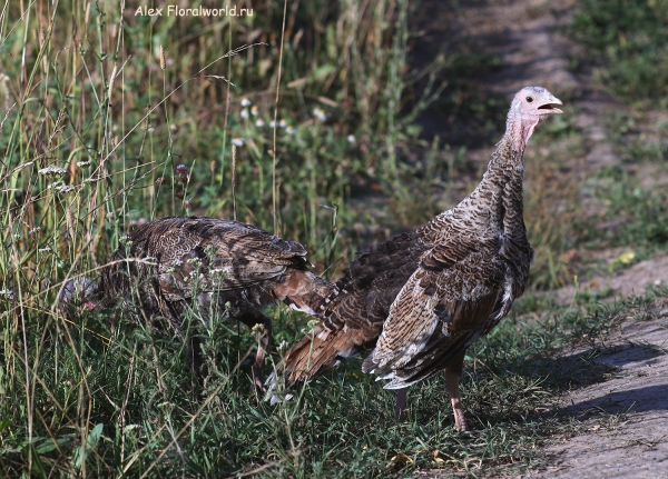 Meleagris gallopavo
Ключевые слова: Meleagris gallopavo