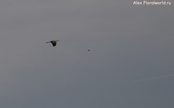 Ardea cinerea
Ключевые слова: Ardea cinerea