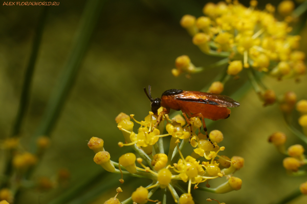 Arge ochropus
Ключевые слова: Arge ochropus