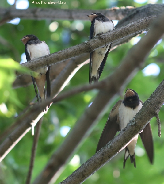 Hirundo rustica
Ключевые слова: Hirundo rustica