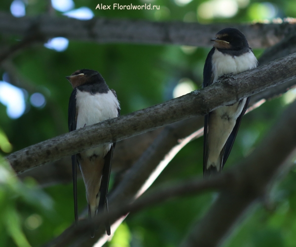 Hirundo rustica
Ключевые слова: Hirundo rustica