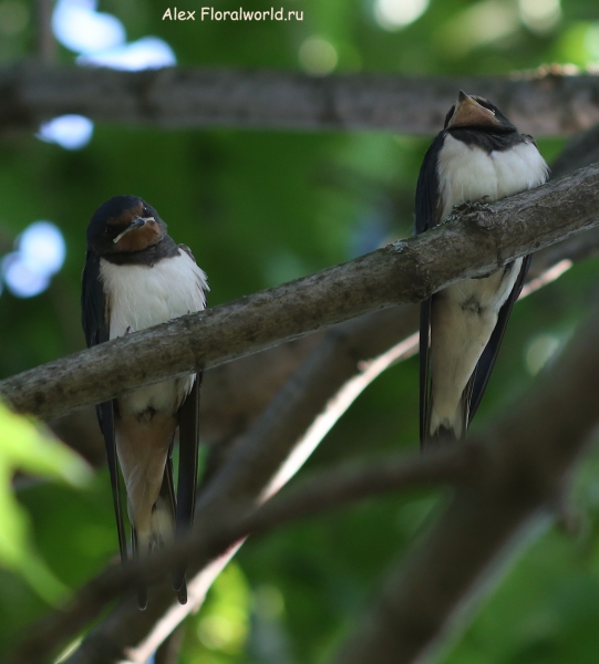 Hirundo rustica
Ключевые слова: Hirundo rustica