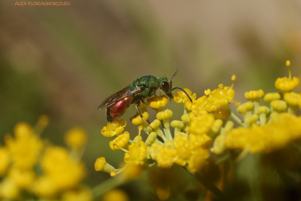 Chrysis ignita
Ключевые слова: Chrysis ignita