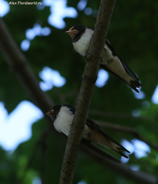 Hirundo rustica
Ключевые слова: Hirundo rustica