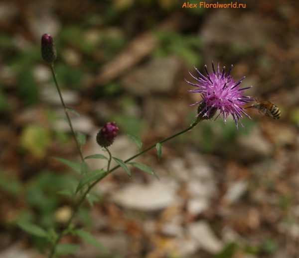 IMG_6142.jpg