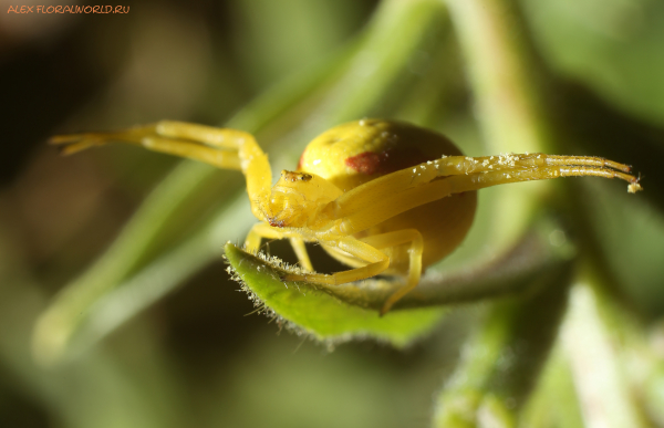 Misumena vatia 
Ключевые слова: Misumena vatia