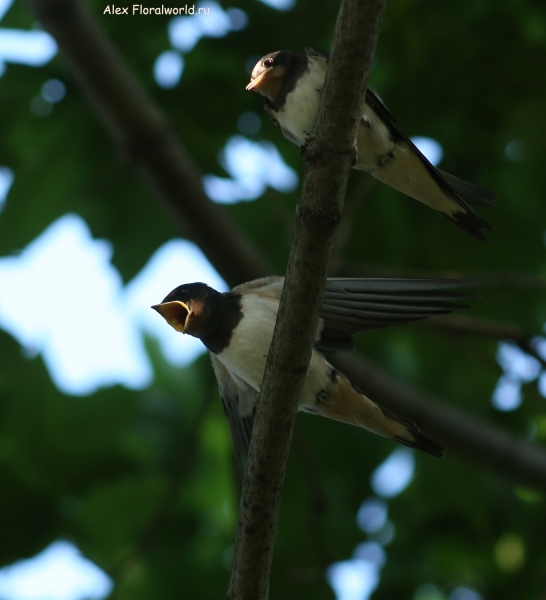 Hirundo rustica
Ключевые слова: Hirundo rustica