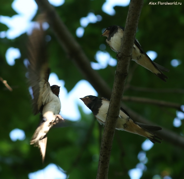 Hirundo rustica
Ключевые слова: Hirundo rustica