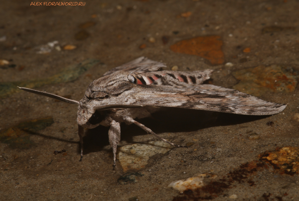 Agrius convolvuli
Ключевые слова: Agrius convolvuli