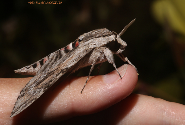 Agrius convolvuli
Ключевые слова: Agrius convolvuli