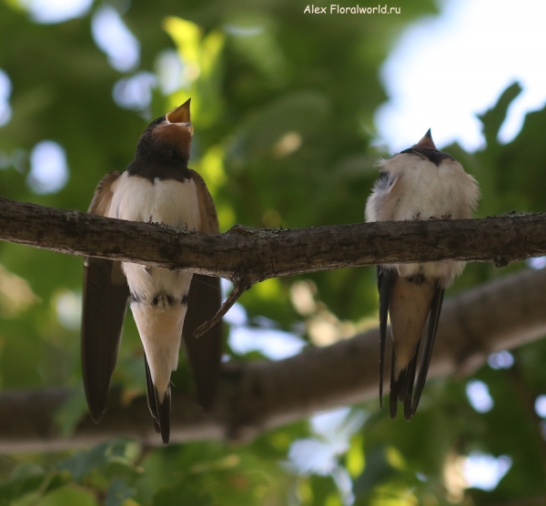 Hirundo rustica
Ключевые слова: Hirundo rustica