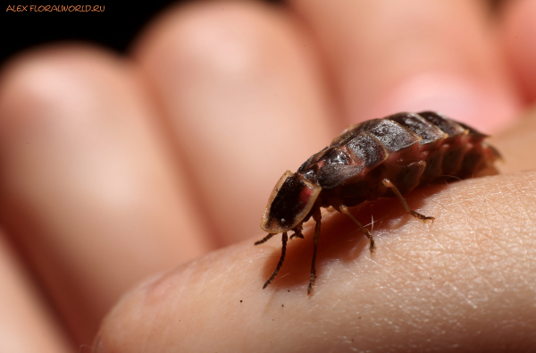 Lampyris noctiluca
Ключевые слова: Lampyris noctiluca