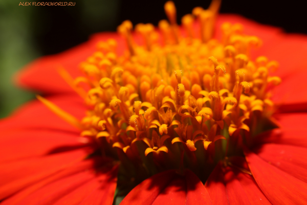 Tithonia rotundifolia
Ключевые слова: Tithonia rotundifolia